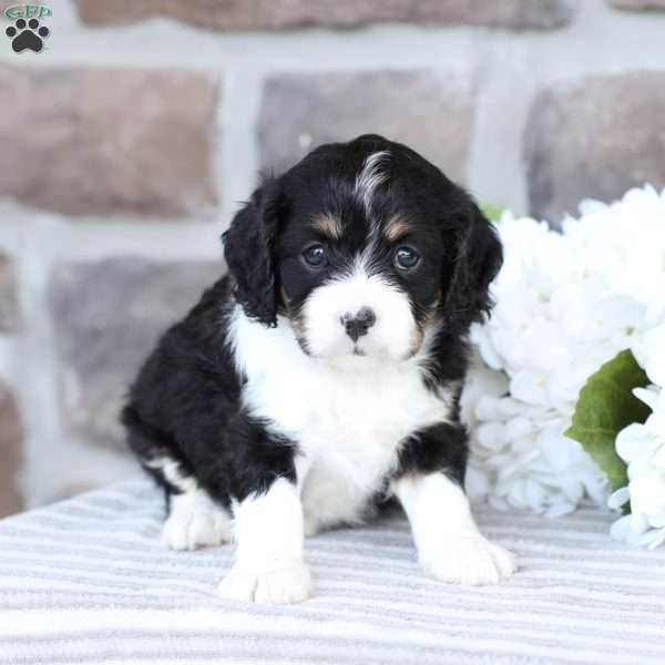 Canon, Cavapoo Puppy